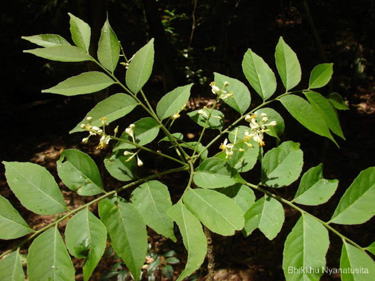 Clausena anisata (Willd.) Hook.f. ex Benth.